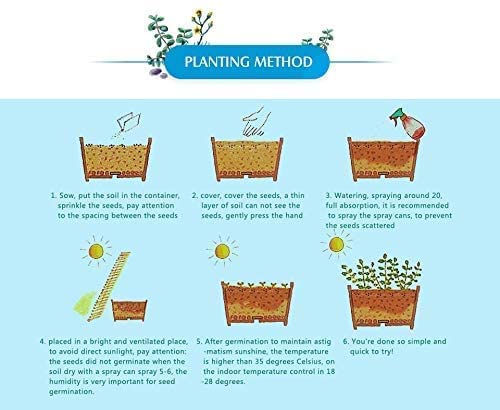 10 Seeds- Dwarf Wisteria Tree Seeds - Grow Indoor or Outdoor - Grow In All Seasons