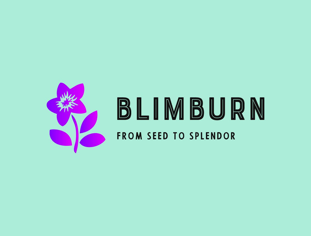 BlimBurn Hybrid Tulip Mix Flower Seeds - 50+ Seeds, Easy to Grow & Care, Suitable for All India Climates