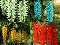 BlimBurn 50+ SEEDS- Climbing Jade Vine Flower Seeds For Home Garden, Balcony & Wall Covering | Low Maintenance & Fast Growing (COSMIC MIX)