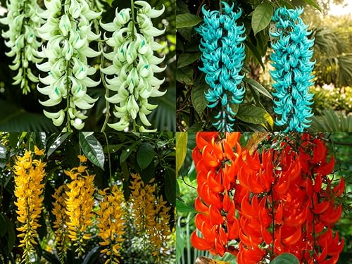 BlimBurn 50+ SEEDS- Climbing Jade Vine Flower Seeds For Home Garden, Balcony & Wall Covering | Low Maintenance & Fast Growing (COSMIC MIX)