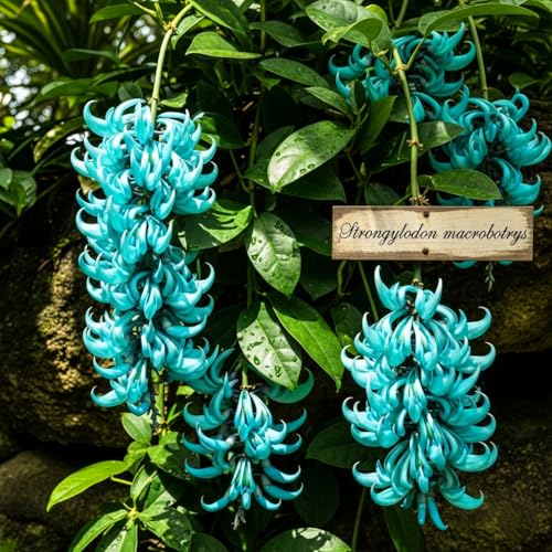 BlimBurn 50+ SEEDS- Climbing Jade Vine Flower Seeds For Home Garden, Balcony & Wall Covering | Low Maintenance & Fast Growing (COSMIC MIX)