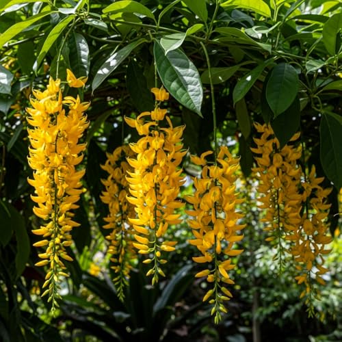 BlimBurn 50+ SEEDS- Climbing Jade Vine Flower Seeds For Home Garden, Balcony & Wall Covering | Low Maintenance & Fast Growing (COSMIC MIX)