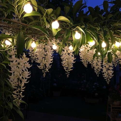 BlimBurn 50+ SEEDS- Climbing Jade Vine Flower Seeds For Home Garden, Balcony & Wall Covering | Low Maintenance & Fast Growing (COSMIC MIX)