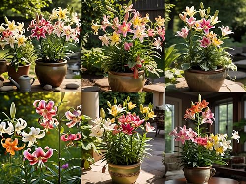 NooElec Seeds India Scented Lily Mix Flower Seeds For Planting (50 Seeds) - Year-Round Blooming, Indoor/Outdoor, Low Maintenance