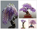 10 Seeds- Dwarf Wisteria Tree Seeds - Grow Indoor or Outdoor - Grow In All Seasons