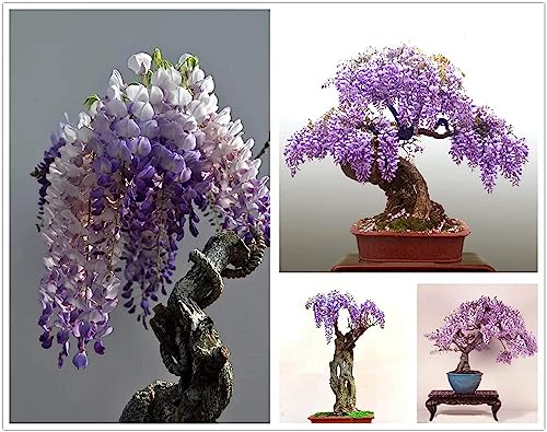 10 Seeds- Dwarf Wisteria Tree Seeds - Grow Indoor or Outdoor - Grow In All Seasons
