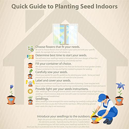 10 Seeds- Dwarf Wisteria Tree Seeds - Grow Indoor or Outdoor - Grow In All Seasons