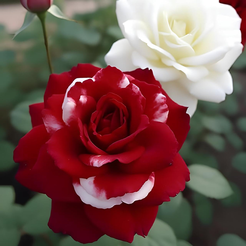 Earth hopper Rare Twin Red White Rose Seeds - 50+ Seeds for Planting, Grow All Year Round.