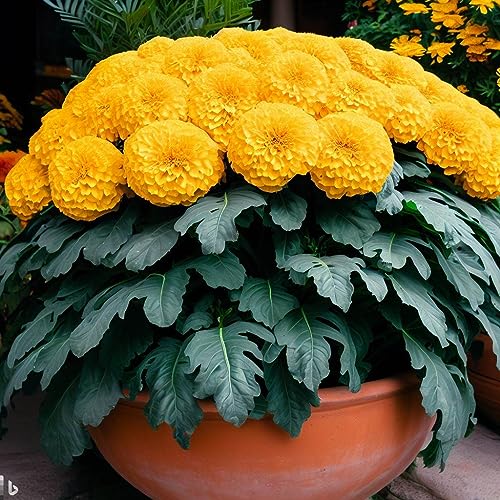 100+ Seeds- Marigold African High Yield Hybrid Flower Seeds For Gardening