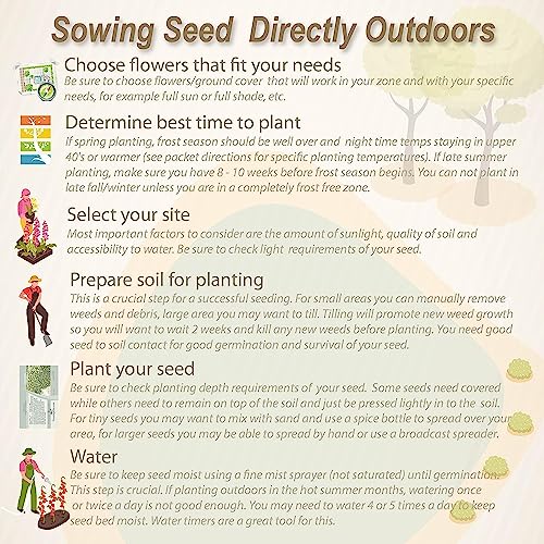 10 Seeds- Dwarf Wisteria Tree Seeds - Grow Indoor or Outdoor - Grow In All Seasons