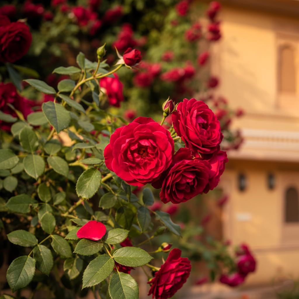 Climbing Rose Flower Seeds, 75+ Seeds Pack - Hybrid, Year-Round Blooms, Minimal Care