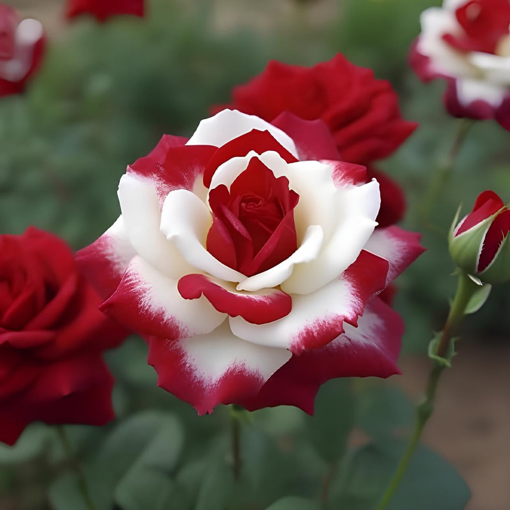 Earth hopper Rare Twin Red White Rose Seeds - 50+ Seeds for Planting, Grow All Year Round.