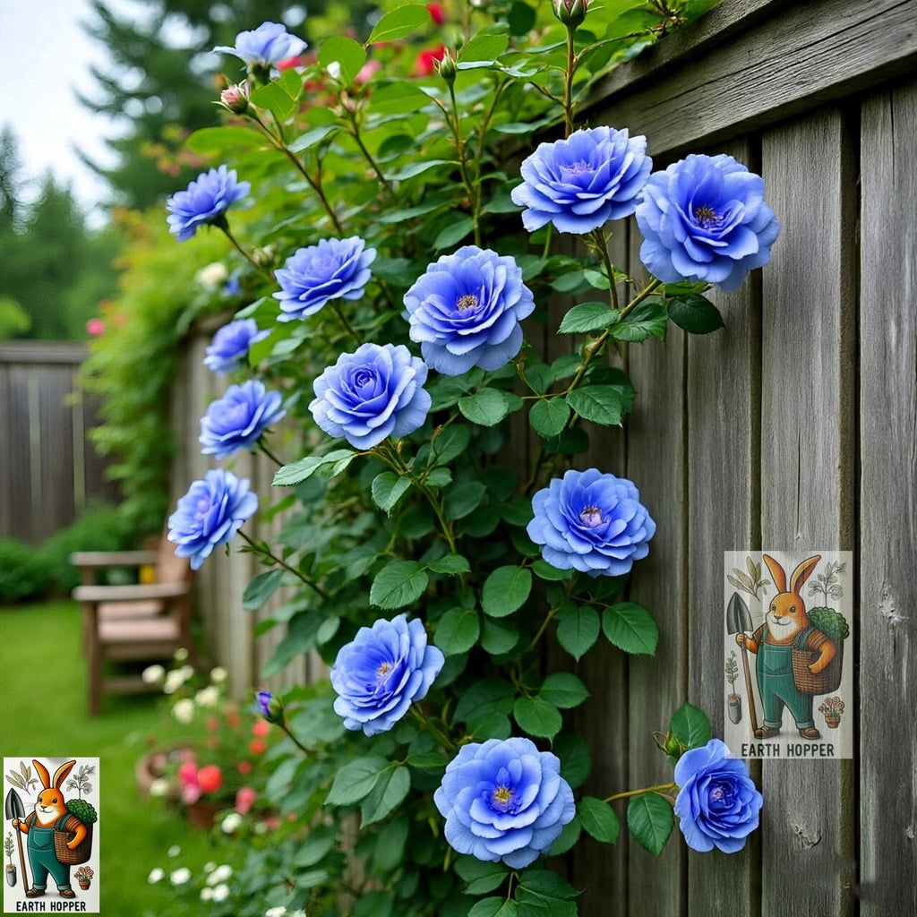 Climbing Rose Hybrid Seeds Pack - Large Flowers- 70 Easy-to-Grow Seeds for Vibrant Blooms, Suitable for All Indian Climates (ALL IN ONE MIX)