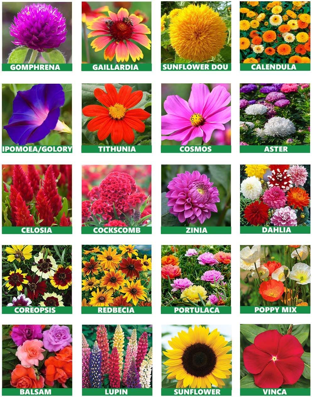 Low Maintenance Hybrid Flower Seeds Combo Pack- All Year Flower Seeds Supply (20 VARIETIES)