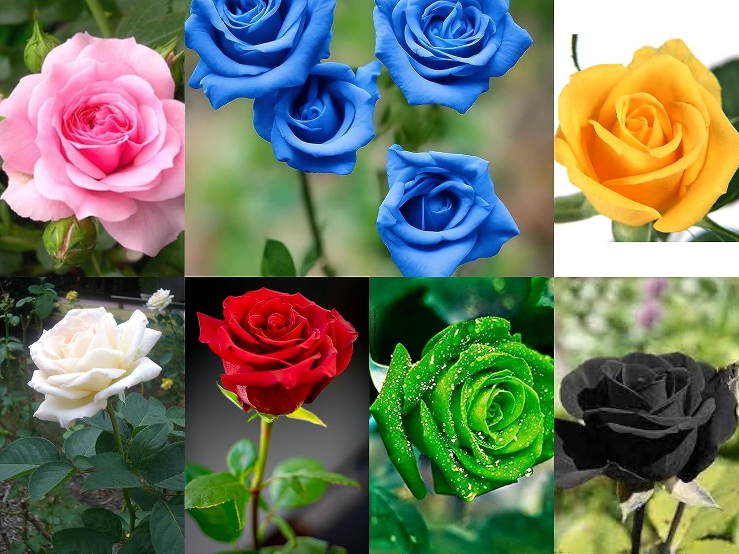 7 Multicolor Rose Gulab Flower Seeds, 105+ Seeds (Red, Blue, White, Black, Green, Pink, Yellow 15+ Pcs, Each)