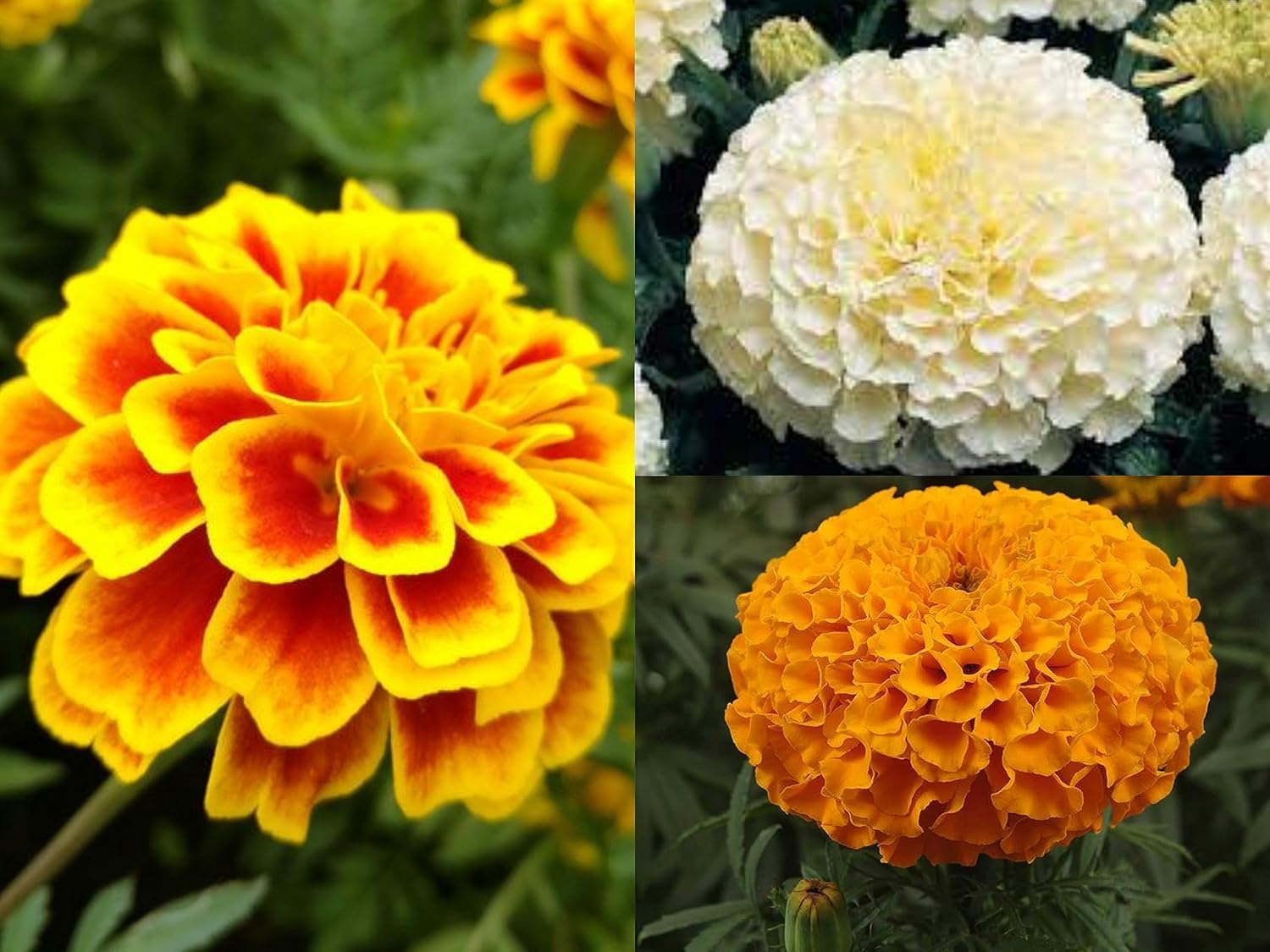 Low Maintenance Hybrid Flower Seeds Combo Pack- All Year Flower Seeds Supply (20 VARIETIES)