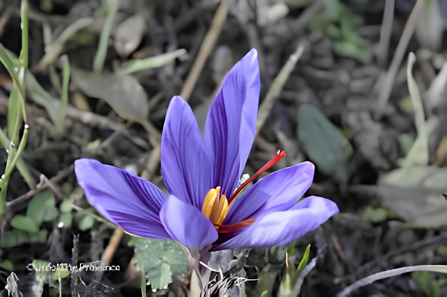 40+ Seeds- Purple Saffron Flower Seeds For Planting- Grow Year Round.