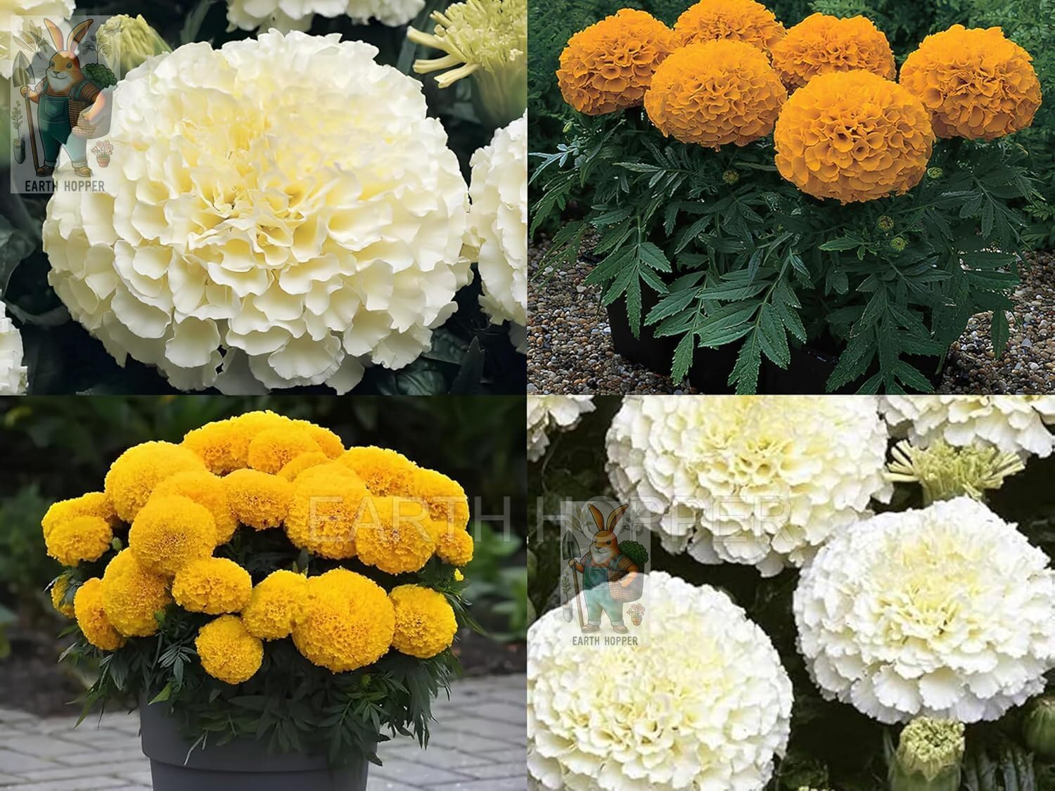 Low Maintenance Hybrid Flower Seeds Combo Pack- All Year Flower Seeds Supply (20 VARIETIES)