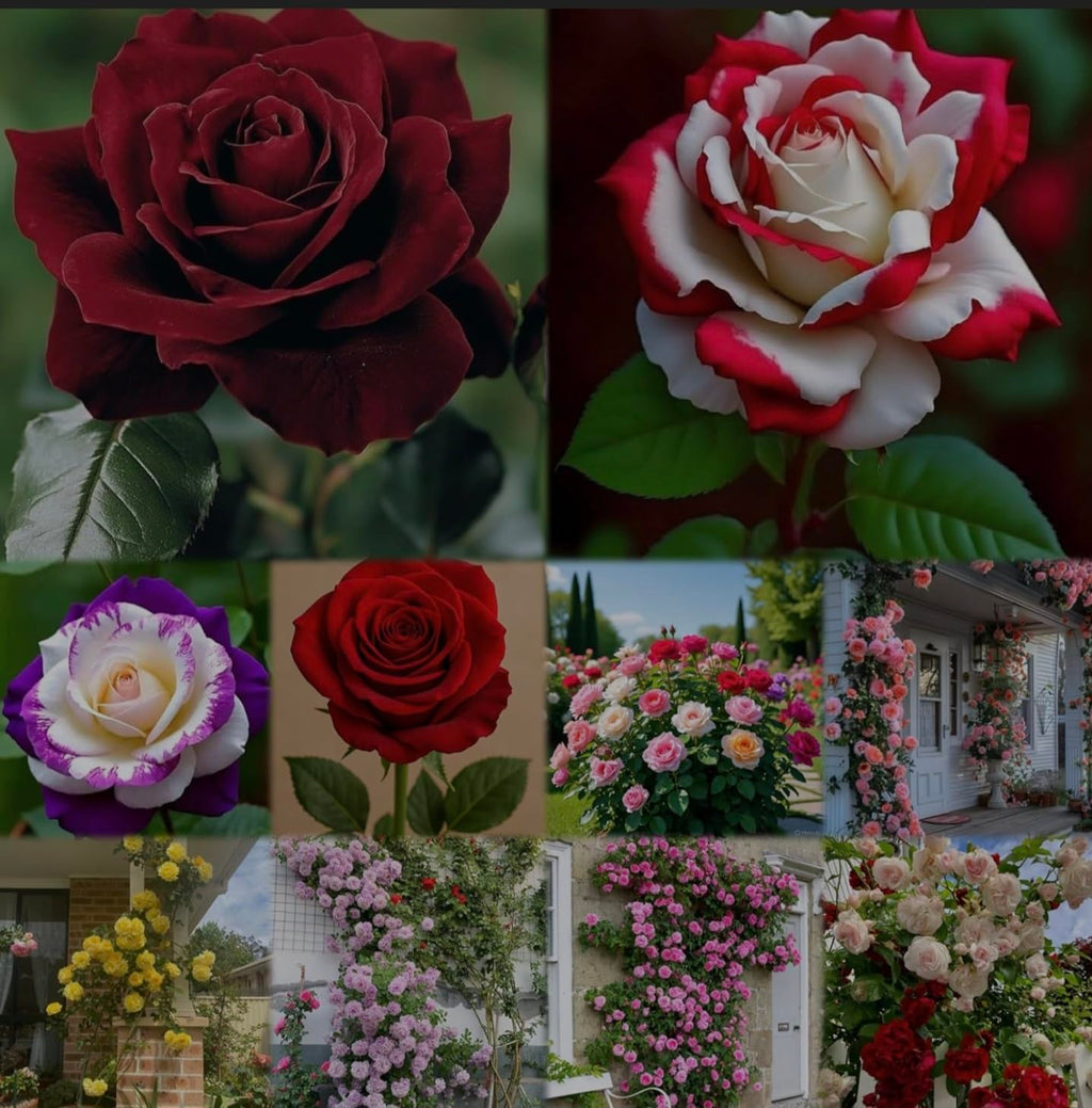 Urban Eden® Climbing Rose Flower Seeds for Home and Kitchen Gardening Pack of 250 seeds (ALL COLOR SHADE)