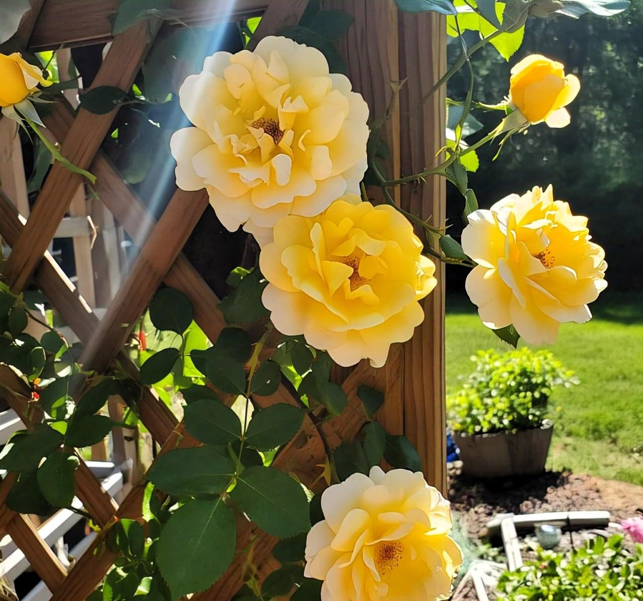 Climbing Rose Flower Seeds, 75+ Seeds Pack - Hybrid, Year-Round Blooms, Minimal Care