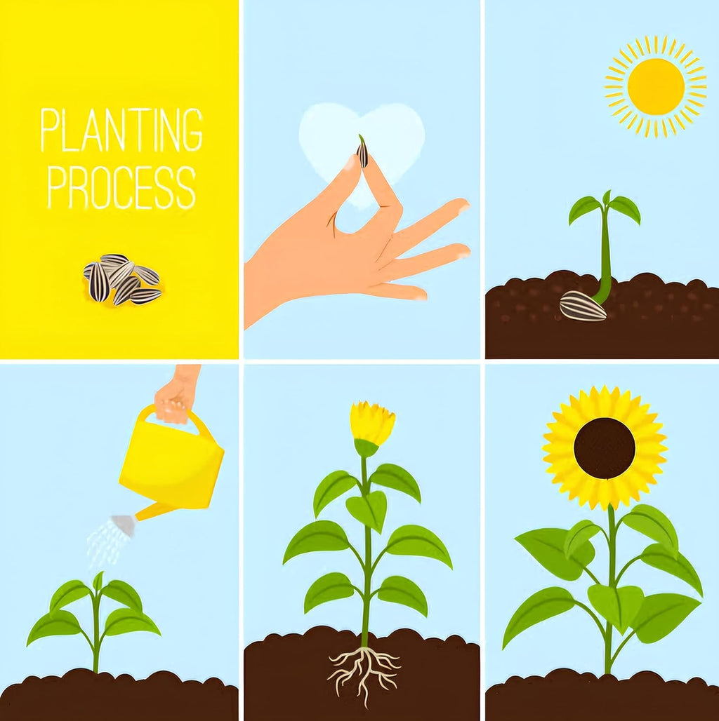 NooElec Seeds India Hybrid Sunflower Seeds (50+ Seeds Pack) - All-Season Growing, Low Maintenance