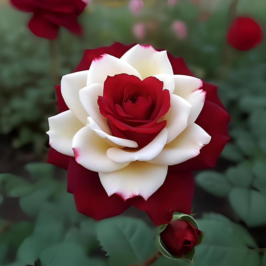 Earth hopper Rare Twin Red White Rose Seeds - 50+ Seeds for Planting, Grow All Year Round.
