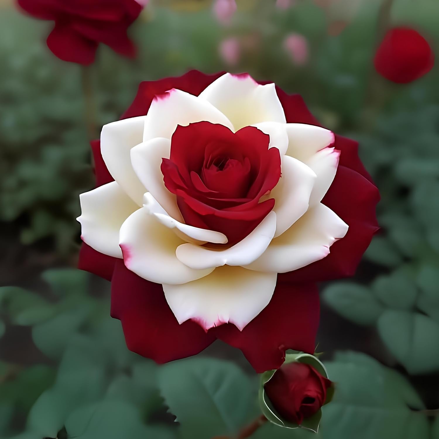 Earth hopper Rare Twin Red White Rose Seeds - 50+ Seeds for Planting, Grow All Year Round.