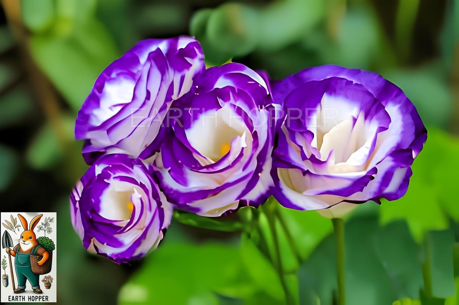 50+ SEEDS Lisianthus Flower Mix Colors Seed Pack, Easy Care & Fragrant & Air Purifying for Indoor & Outdoor Gardening