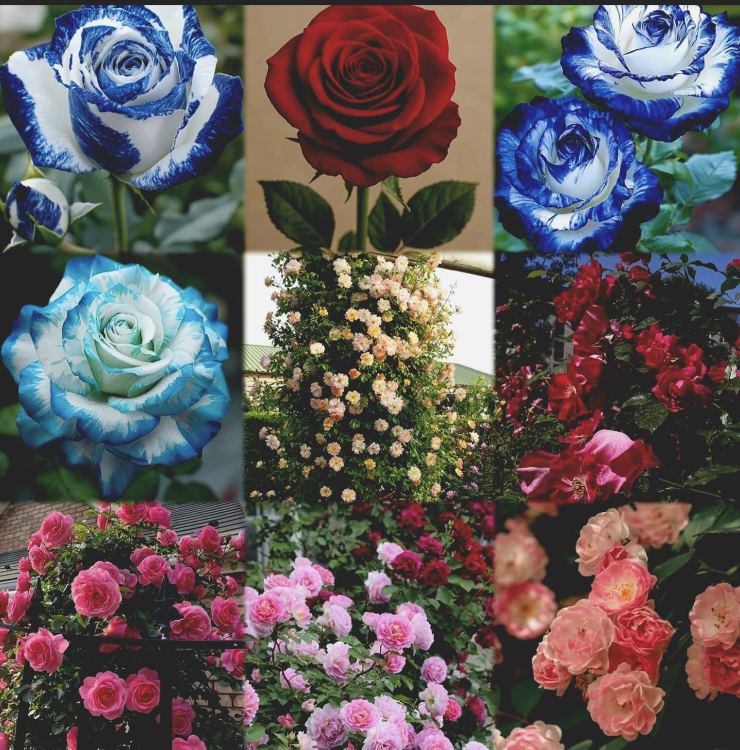 Urban Eden® Climbing Rose Flower Seeds for Home and Kitchen Gardening Pack of 250 seeds (ALL COLOR SHADE)