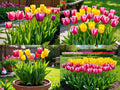 BlimBurn Hybrid Tulip Mix Flower Seeds - 50+ Seeds, Easy to Grow & Care, Suitable for All India Climates