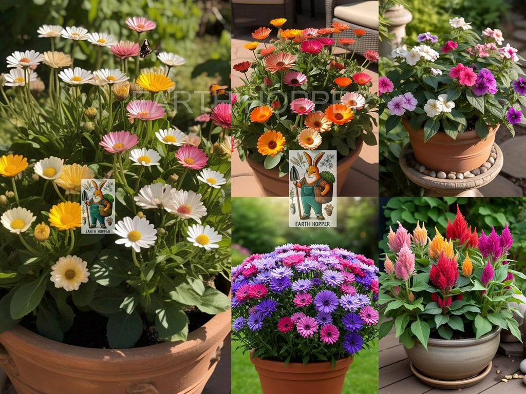 Low Maintenance Hybrid Flower Seeds Combo Pack- All Year Flower Seeds Supply (20 VARIETIES)