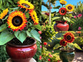 NooElec Seeds India Hybrid Sunflower Seeds (50+ Seeds Pack) - All-Season Growing, Low Maintenance