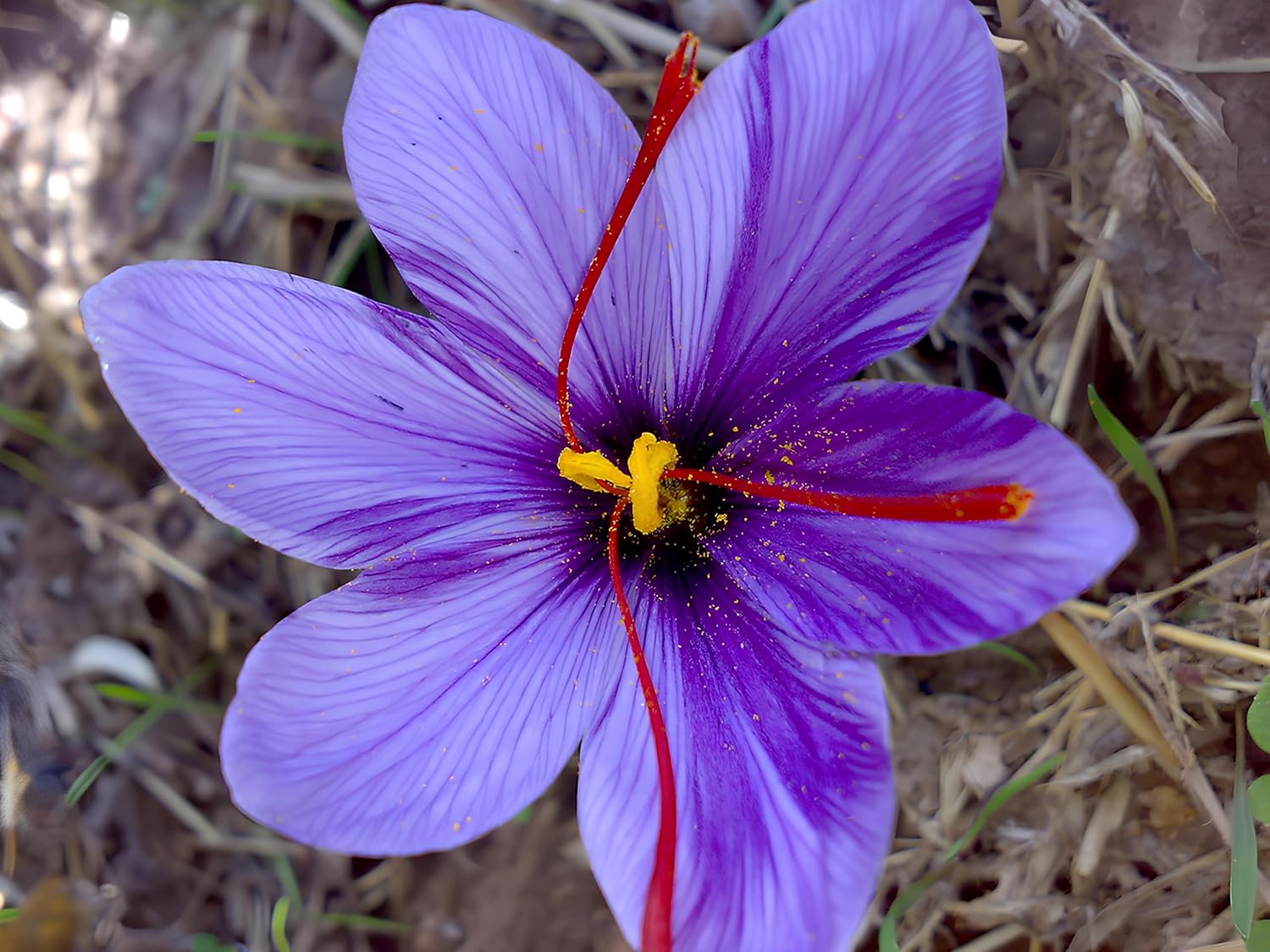 40+ Seeds- Purple Saffron Flower Seeds For Planting- Grow Year Round.