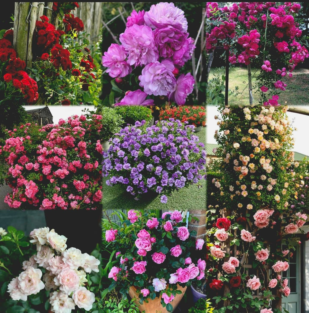 Urban Eden® Climbing Rose Flower Seeds for Home and Kitchen Gardening Pack of 250 seeds (ALL COLOR SHADE)