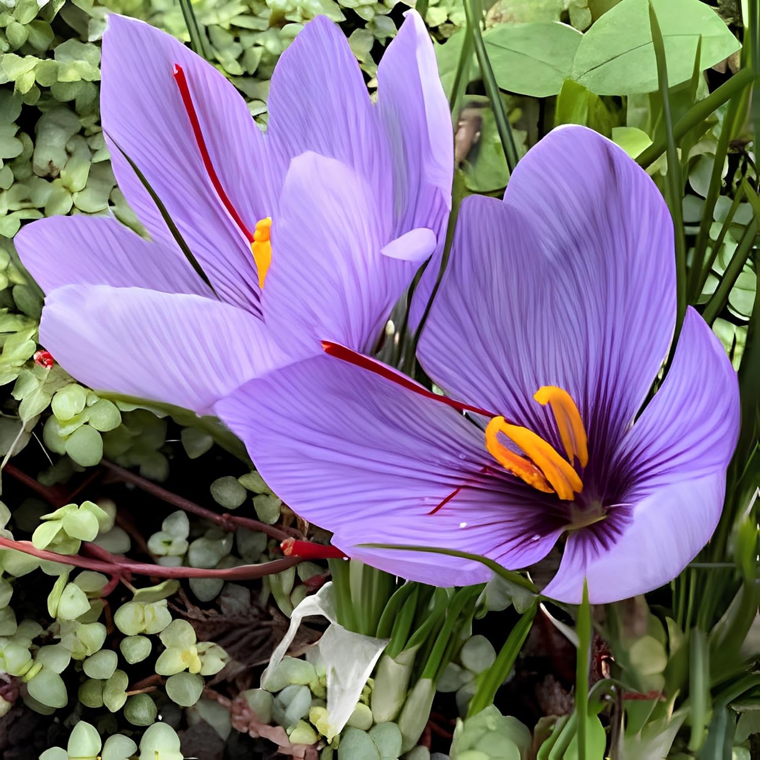 40+ Seeds- Purple Saffron Flower Seeds For Planting- Grow Year Round.