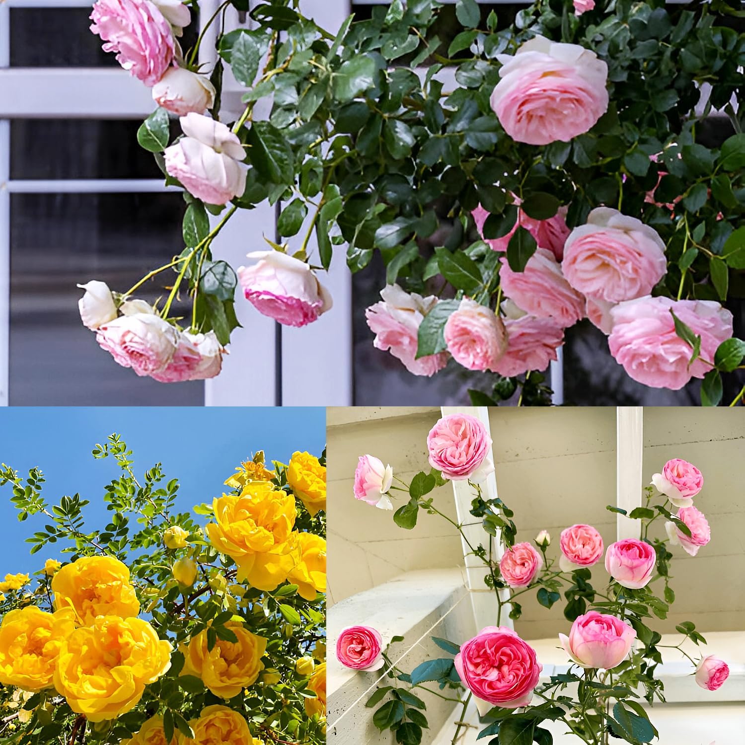 Imported Hybrid Climbing Rose Flower Mix Seeds, Year-Round Blooms (Pack of 250+ Seeds)