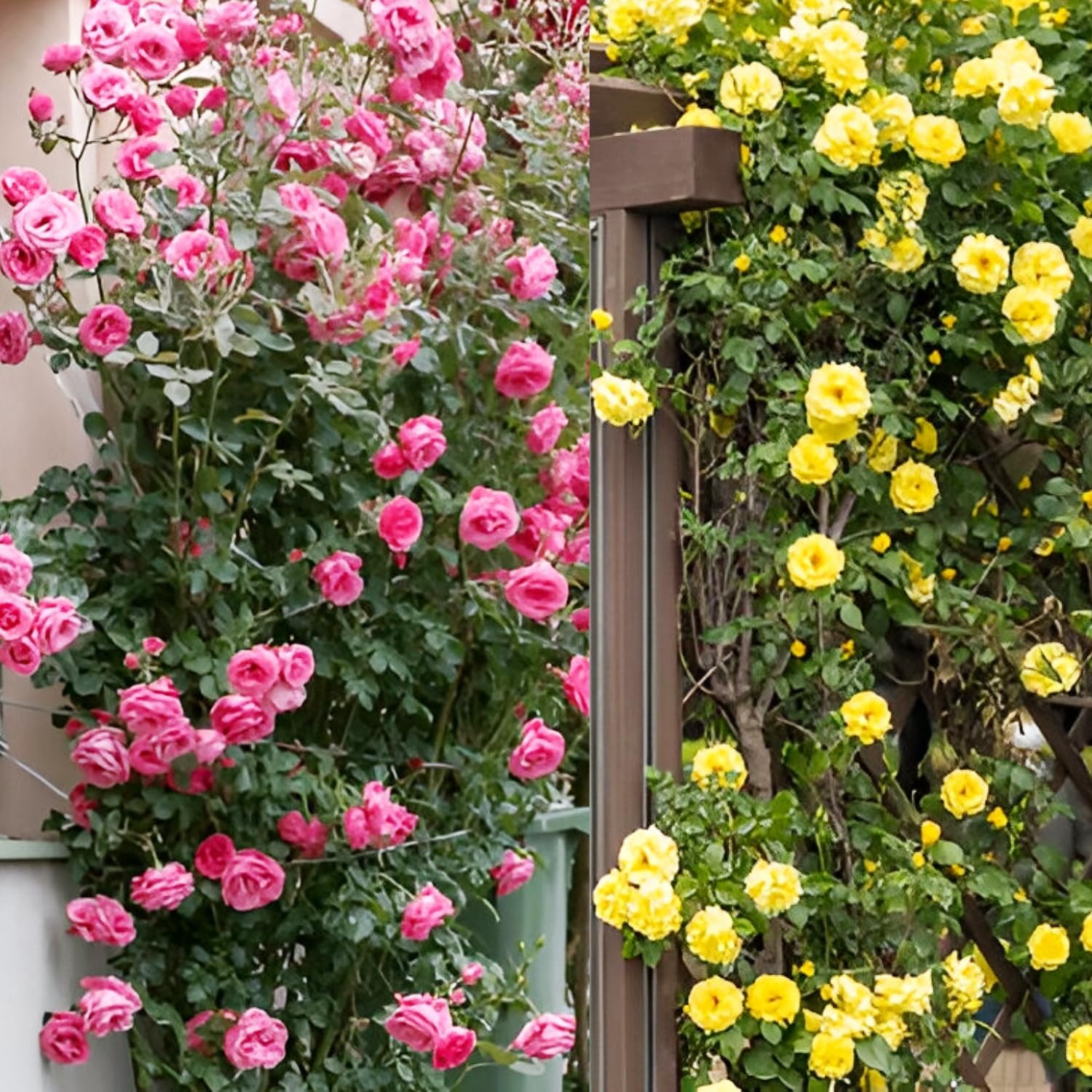 Imported Hybrid Climbing Rose Flower Mix Seeds, Year-Round Blooms (Pack of 250+ Seeds)