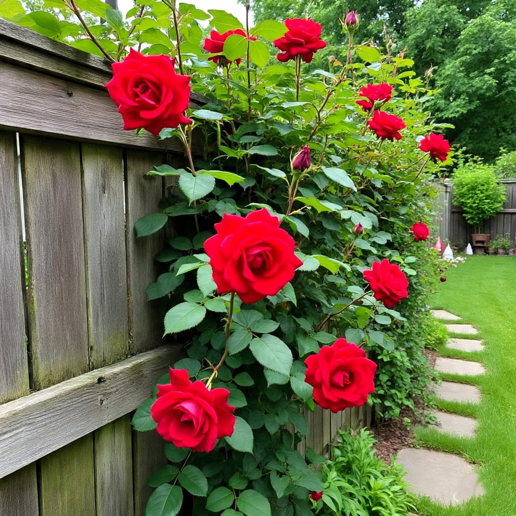 Climbing Rose Hybrid Seeds Pack - Large Flowers- 70 Easy-to-Grow Seeds for Vibrant Blooms, Suitable for All Indian Climates (ALL IN ONE MIX)