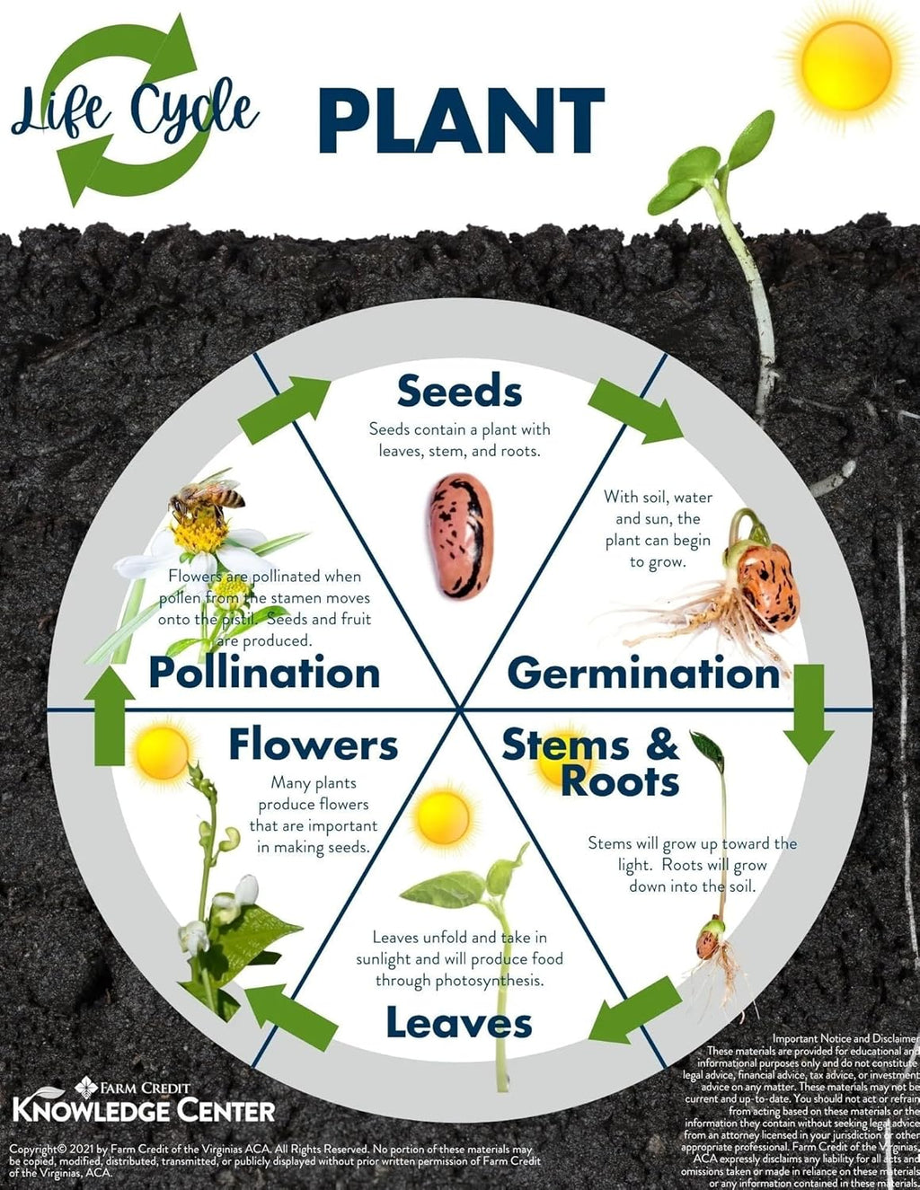 100+ Seeds- Hybrid Giant Marigold African Inca Gainda Flower Seeds For Home Garden Growing.