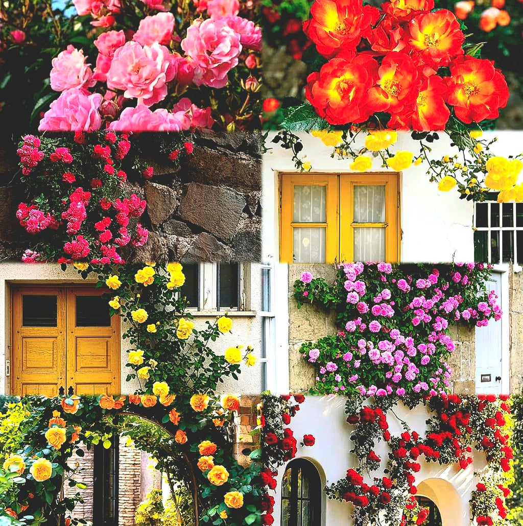 Urban Eden® Climbing Rose Flower Seeds for Home and Kitchen Gardening Pack of 250 seeds (ALL COLOR SHADE)