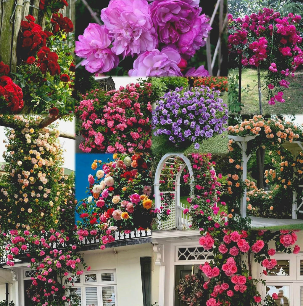 Urban Eden® Climbing Rose Flower Seeds for Home and Kitchen Gardening Pack of 250 seeds (ALL COLOR SHADE)