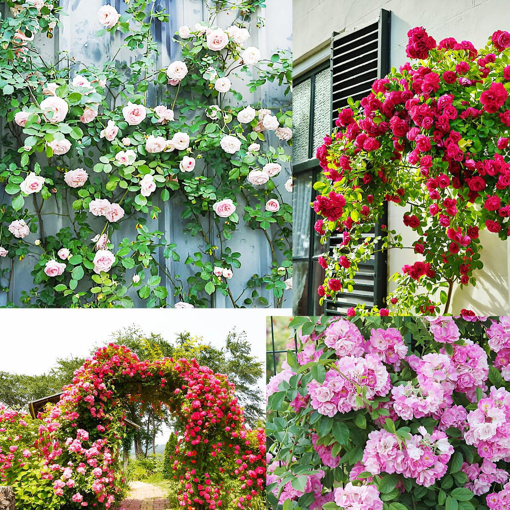 Imported Hybrid Climbing Rose Flower Mix Seeds, Year-Round Blooms (Pack of 250+ Seeds)