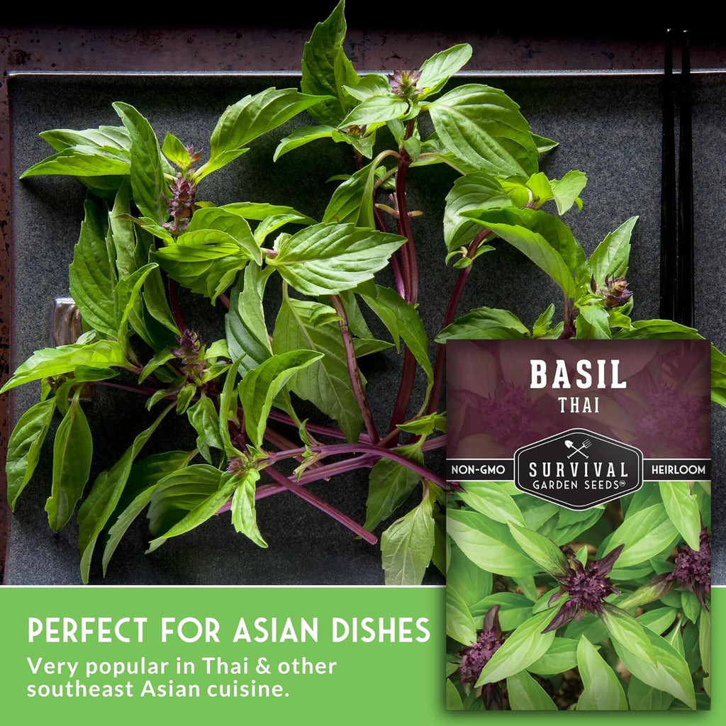 SURVIVAL GARDEN SEEDS 200+ Seeds- Thai Basil Seed For Planting -Grow Asian Basil Indoors Or Outdoors In Your Home Garden - Non-Gmo Heirloom Variety - 1 Pack