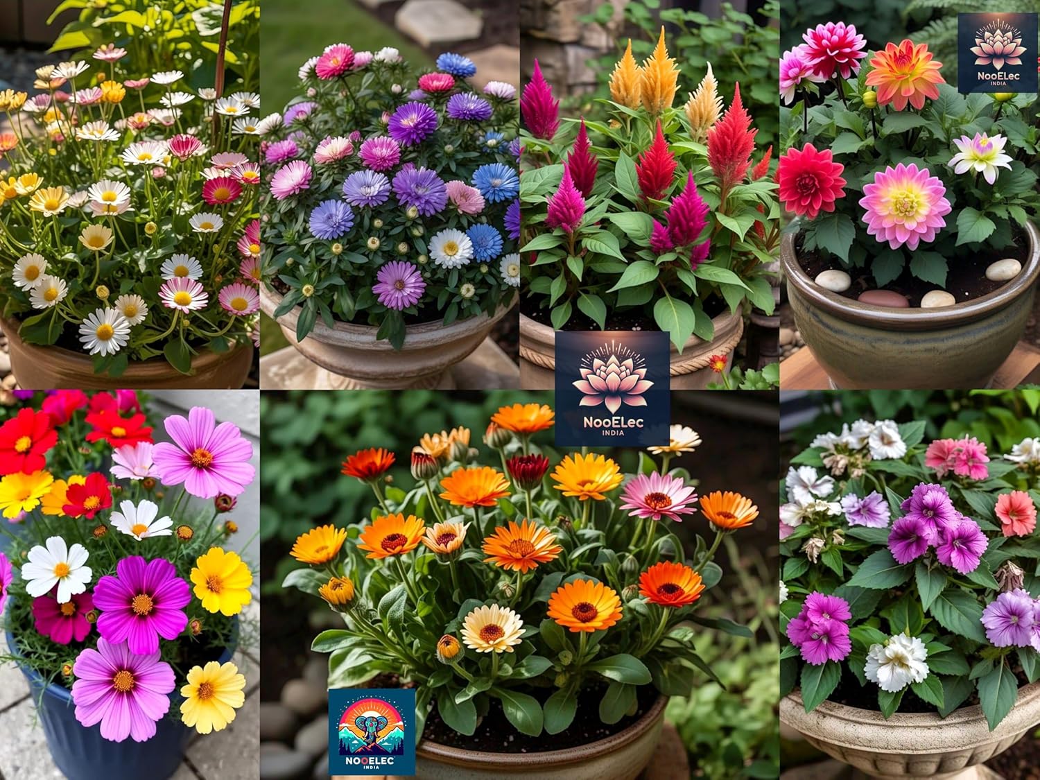 1000+ Seeds, 1000 Smiles! 20 Variety Hybrid Flower Seeds Combo Pack for Winter Blooms, September - October - November Planting, Low Maintenance.