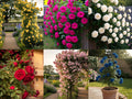 Climbing Rose Flower Seeds, 75+ Seeds Pack - Hybrid, Year-Round Blooms, Minimal Care